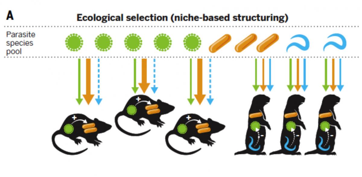 eco_selection.jpg