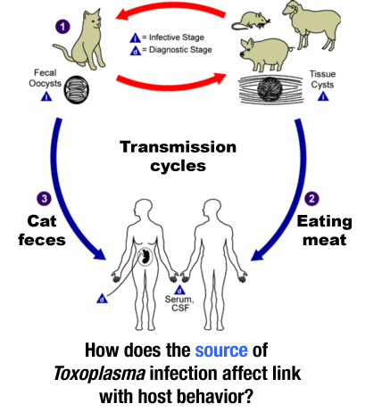 toxoplasma life cycle